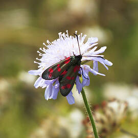 Six Spot Burnet Moth on Flower by James Dower