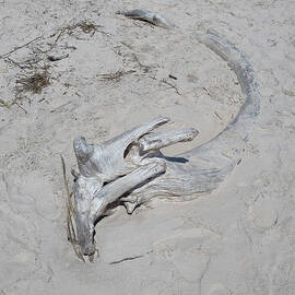 Driftwood Remains by Love Nature Photography Llc