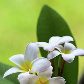 Slaughter Pink Plumeria by Kelly Wade