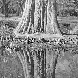 Sleeping Mallards In The Reflections BW