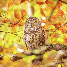 Sleeping Owl In Autumn by Jordan Hill
