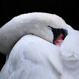 Sleeping Swan by Sabine Schiebofski