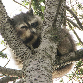 Sleepy Raccoon by Marilyn Wilson