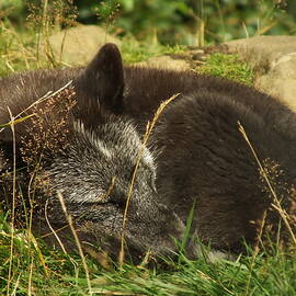 Sleepy Summer for an Arctic Fox by James Dower