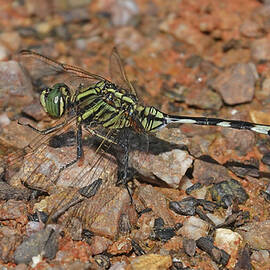 Slender Skimmer by Maryse Jansen