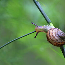 Slowly, Slowly - Young Snail by Siene Browne