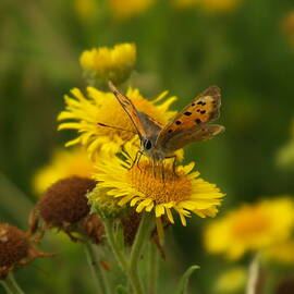 Small Copper on Flower by James Dower