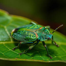 Small Green Bug Macro by Lily Malor