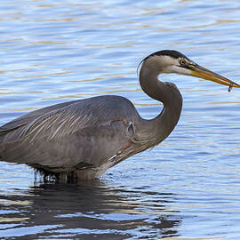 Small Snack for Heron by Laurel Gale