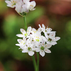 Small Spring Puffballs