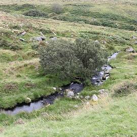 Small Stream on Dartmoor by Michaela Perryman