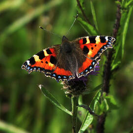 Small Tortoiseshell in Meadow 2 by James Dower