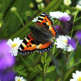 Small Tortoiseshell in Meadow by James Dower