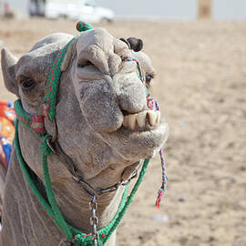 Smiling Camel in the Sahara by Matthew Bamberg