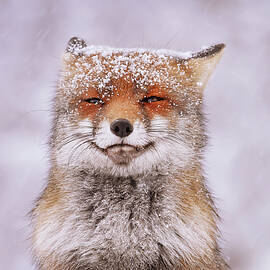 Smiling Fox in the Snow by Roeselien Raimond