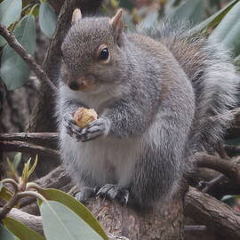 Snacking squirrel  by Thomas Brewster