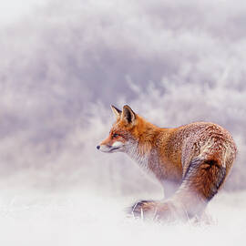 Snow Fox Series - Lost in this World by Roeselien Raimond