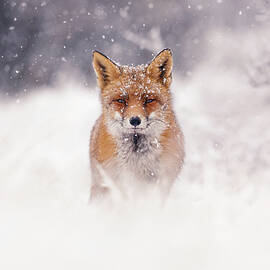 Snow Fox Series - Red Fox in a Blizzard by Roeselien Raimond