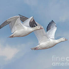 Snow Geese Pair by Dale Erickson