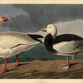 Snow Goose. Dated 1837. Medium hand-colored etching and aquatint on Whatman paper. by Robert Havell after John James Audubon