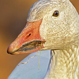 Snow Goose Feeding by Susan Candelario