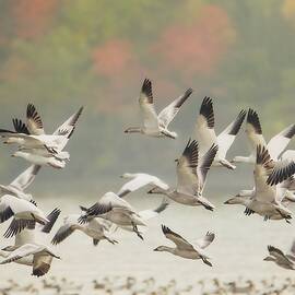 Snow Goose Migration by Tracy Munson