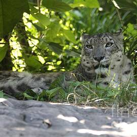 Snow Leopard During The Lazy Hazy Days Of Summer by John Telfer