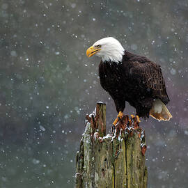 Snow Storm Bald Eagle by Wes and Dotty Weber