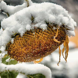 Snowcapped Sunflower by Steve Raley