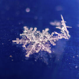 Snowflake on Blue by Steve Ferro