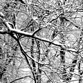 Snowy Branch Tangle by Dennis Lundell