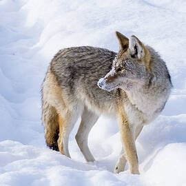 Snowy Coyote  by Julie Barrick