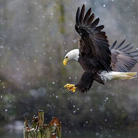 Snowy Day Eagle by Wes and Dotty Weber