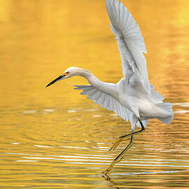 Snowy Egret 9465-102021-2 by Tam Ryan