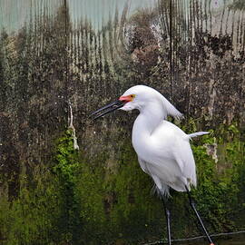 Snowy Egret  by Nicole Jakob