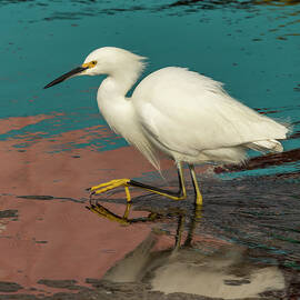 Snowy Egret and Colors 01/03 by Bruce Frye