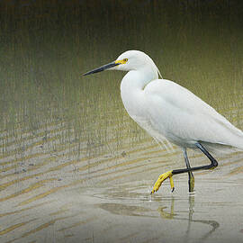 Snowy Egret by R christopher Vest