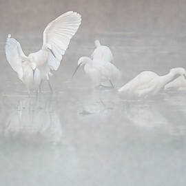 Snowy Egrets 5781-121721-2 by Tam Ryan