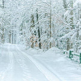 Snowy Hike in the Woods by Sheen Watkins