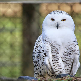 Snowy Owl by Scott Burd