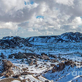 Snowy Petrified Forest by Stephen Whalen