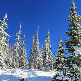 Snowy Trees 2, Mirror Lake Scenic Byway