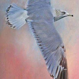 Soaring Seagull  by HH Photography of Florida