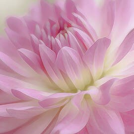 Soft Dahlia Petals in Pink by Julie Palencia