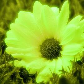 Soft Focus Yellow Flower  by Neil R Finlay