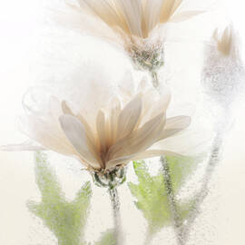 Soft Frozen Petals by Wes and Dotty Weber