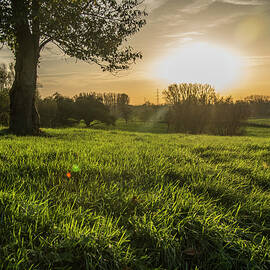 Green Grass Sunset by Greet Ilegems
