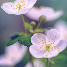 Soft Little White Flowers by Lauri Novak