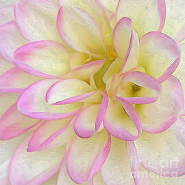 Soft Pink And Yellow Abstract Bloom by Kirt Tisdale