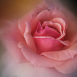 Softly Rose Beauty by Terry Davis